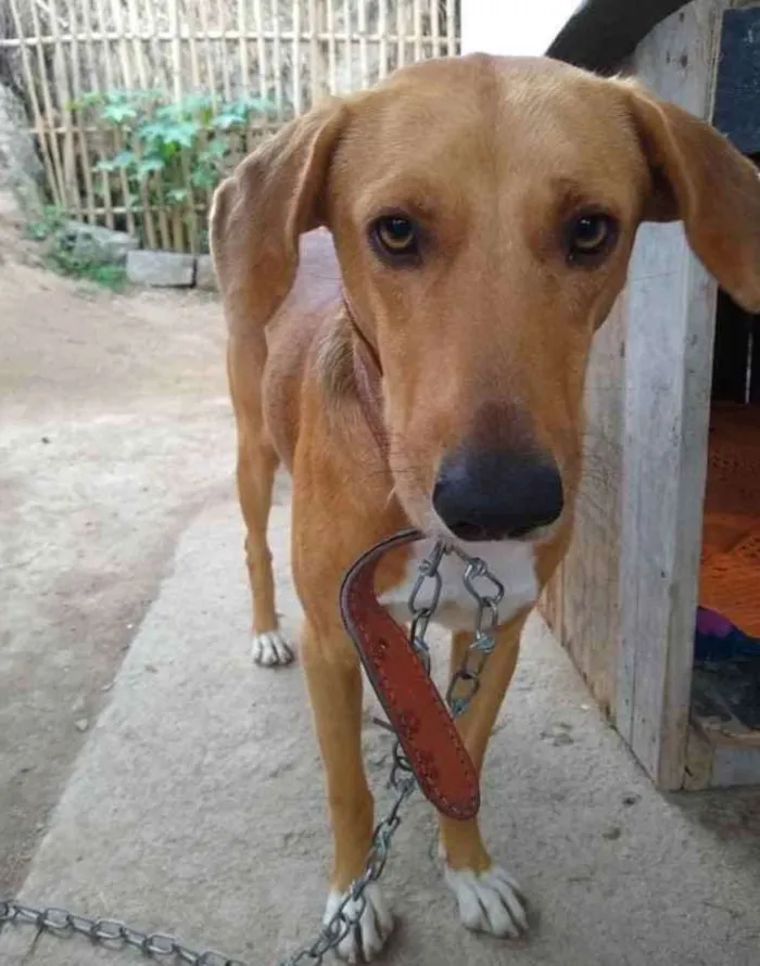 Cachorro ra a  idade 2 anos nome Não sei 