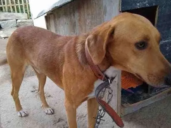 Cachorro ra a  idade 2 anos nome Não sei 