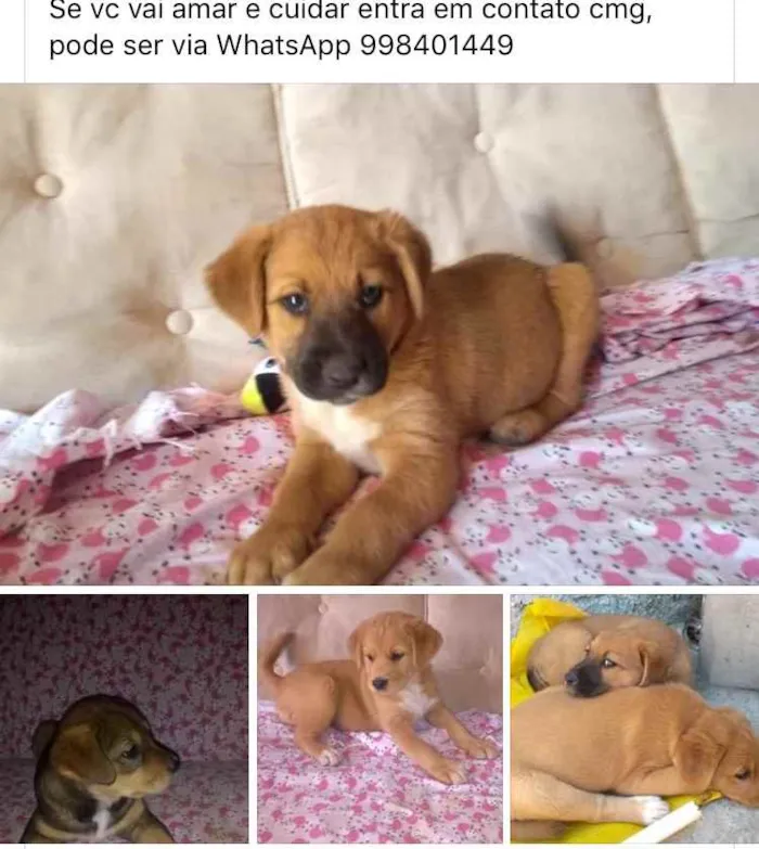 Cachorro ra a  idade 2 a 6 meses nome Não sei 