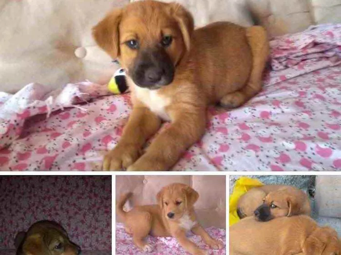 Cachorro ra a  idade 2 a 6 meses nome Não sei 