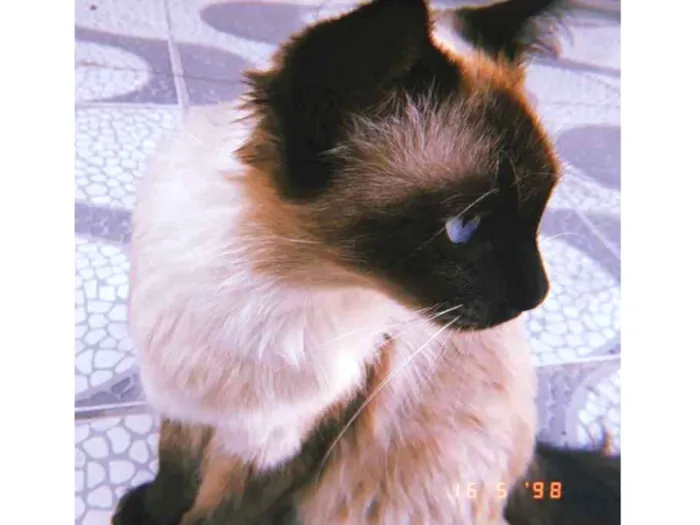 Gato ra a Siamês  idade 4 anos nome Nina