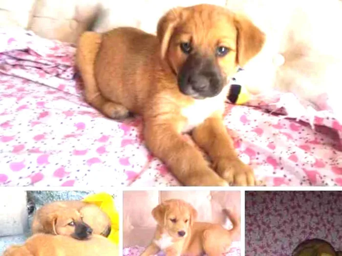 Cachorro ra a  idade 2 a 6 meses nome Não sei 