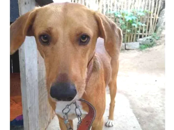 Cachorro ra a  idade 2 anos nome Não sei 