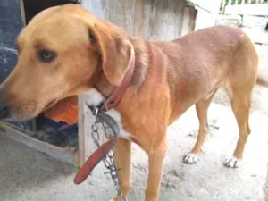 Cachorro raça  idade 2 anos nome Não sei 