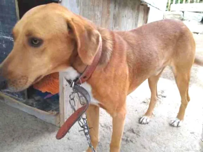 Cachorro ra a  idade 2 anos nome Não sei 