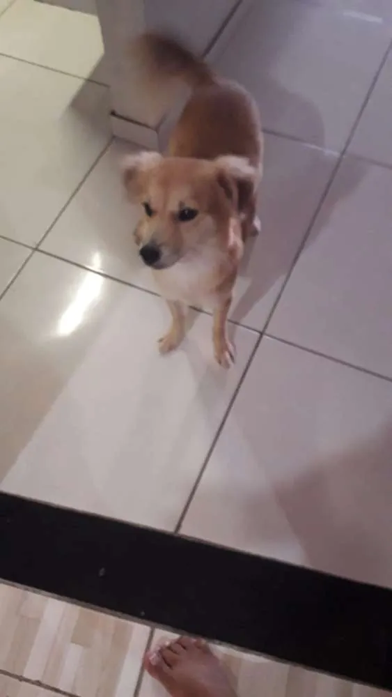 Cachorro raça Não definida idade 1 ano nome Terfy