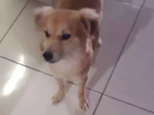 Cachorro raça Não definida idade 1 ano nome Terfy