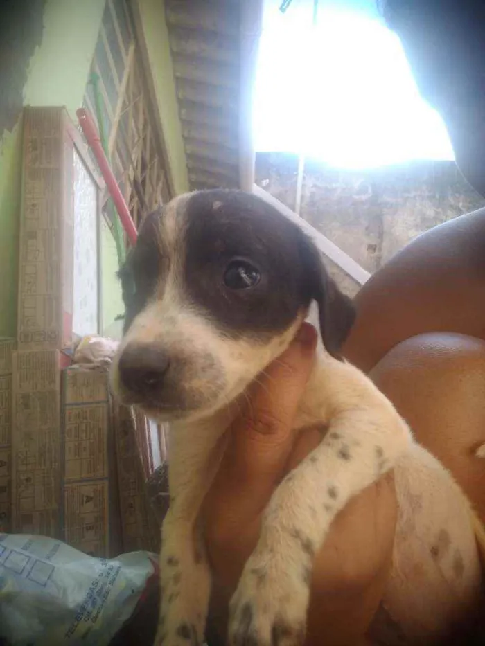 Cachorro ra a Não sei a raça, misturada idade 2 a 6 meses nome Sem nome