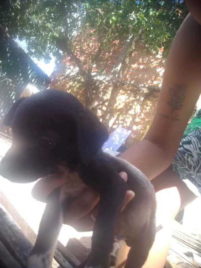 Cachorro ra a Não sei a raça, misturada idade 2 a 6 meses nome Sem nome