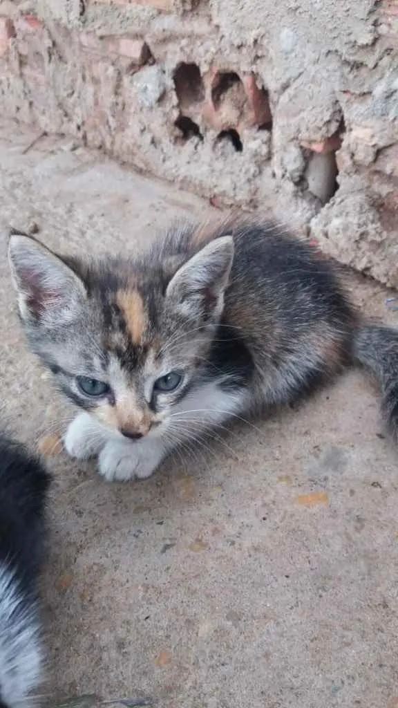 Gato ra a  idade Abaixo de 2 meses nome Não tem nome