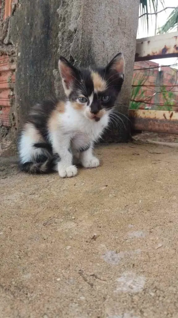 Gato ra a  idade Abaixo de 2 meses nome Não tem nome