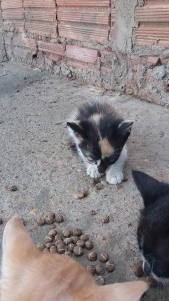 Gato ra a  idade Abaixo de 2 meses nome Não tem nome