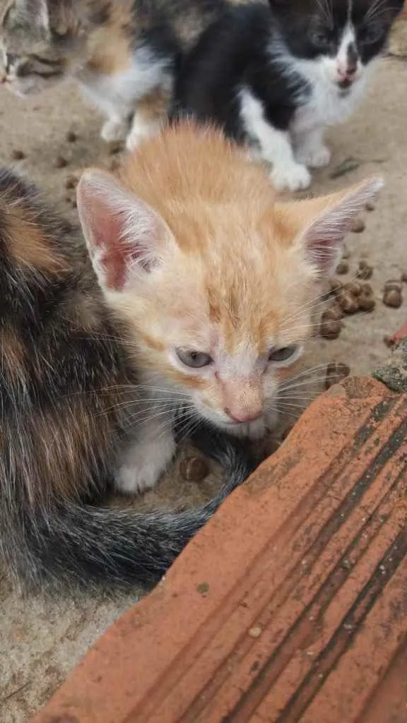 Gato ra a  idade Abaixo de 2 meses nome Não tem nome