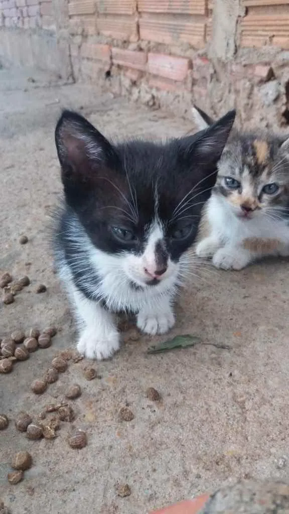 Gato ra a  idade Abaixo de 2 meses nome Não tem nome