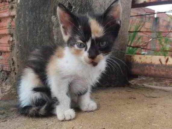 Gato ra a  idade Abaixo de 2 meses nome Não tem nome