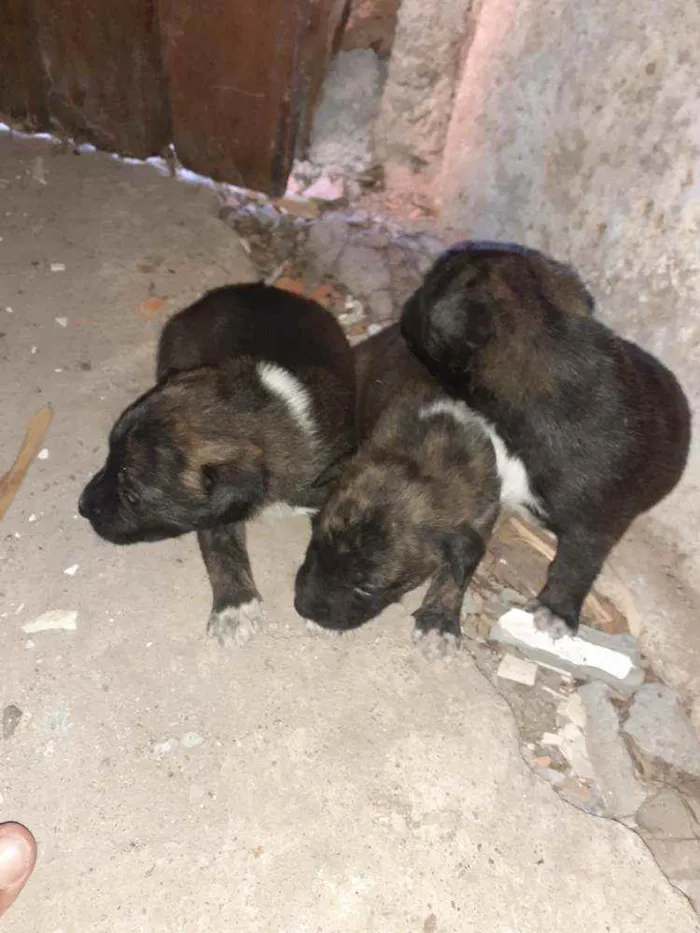 Cachorro ra a Pitbull com Golden idade Abaixo de 2 meses nome São 3 