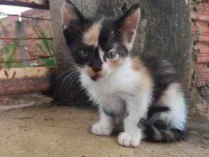 Gato raça  idade Abaixo de 2 meses nome Não tem nome