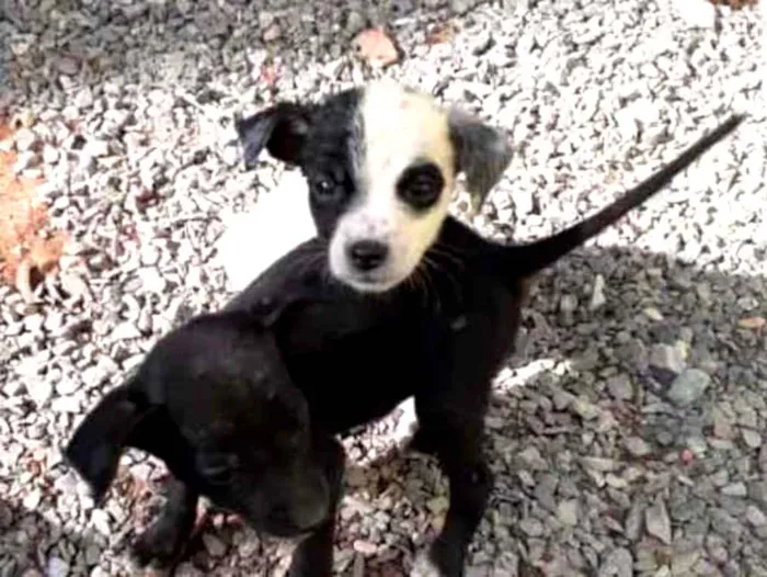 Cachorro ra a Não sei a raça, misturada idade 2 a 6 meses nome Sem nome