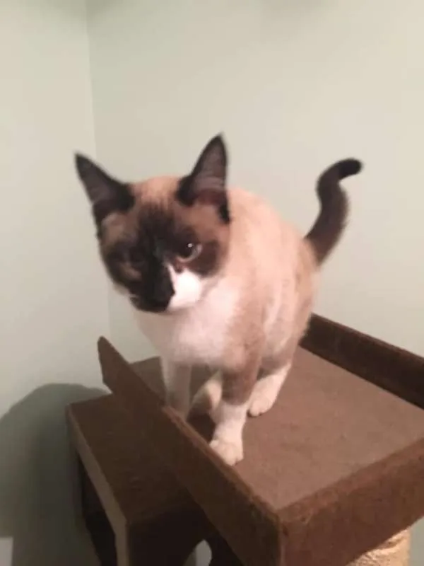 Gato ra a srd idade 7 a 11 meses nome Matilda