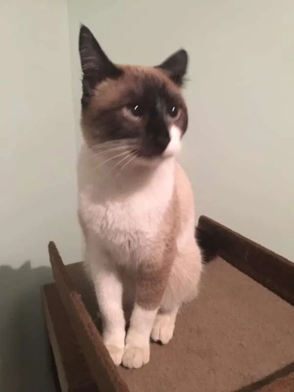 Gato ra a srd idade 7 a 11 meses nome Matilda