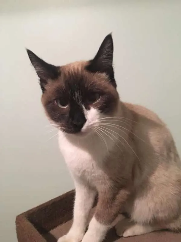 Gato ra a srd idade 7 a 11 meses nome Matilda