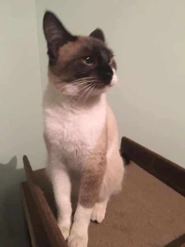 Gato ra a srd idade 7 a 11 meses nome Matilda
