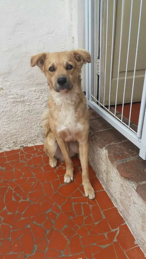 Cachorro ra a Sem raça definida idade 7 a 11 meses nome Luke