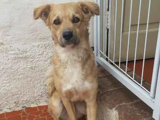 Cachorro ra a Sem raça definida idade 7 a 11 meses nome Luke