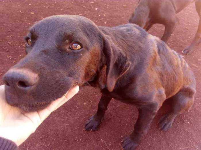 Cachorro ra a Misturado idade 7 a 11 meses nome Cachorro