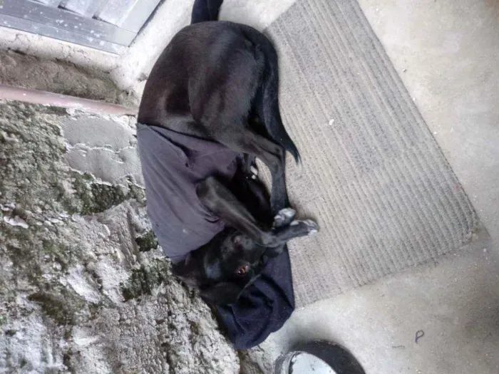 Cachorro ra a vira lata idade 1 ano nome Belinha