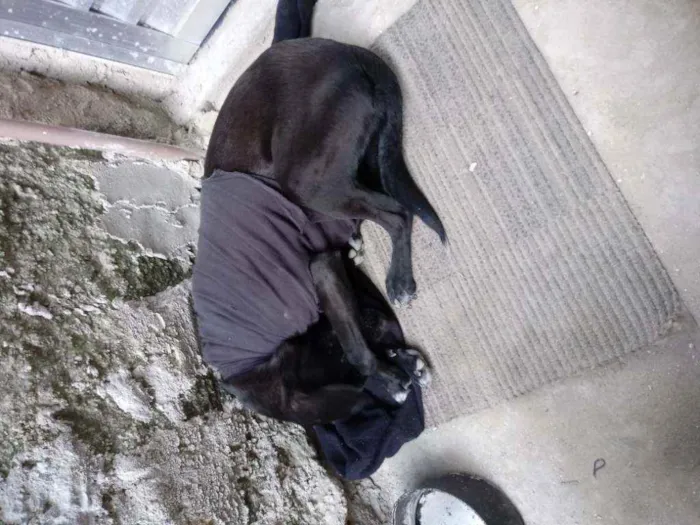 Cachorro ra a vira lata idade 1 ano nome Belinha