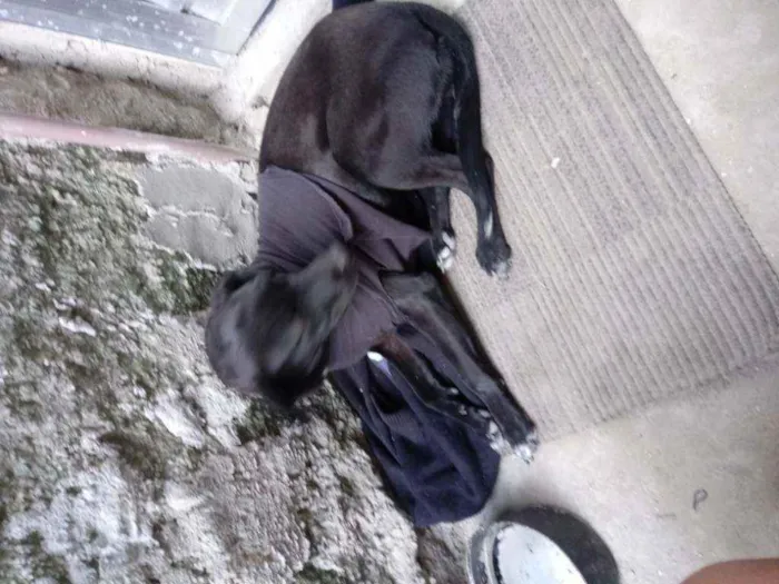 Cachorro ra a vira lata idade 1 ano nome Belinha