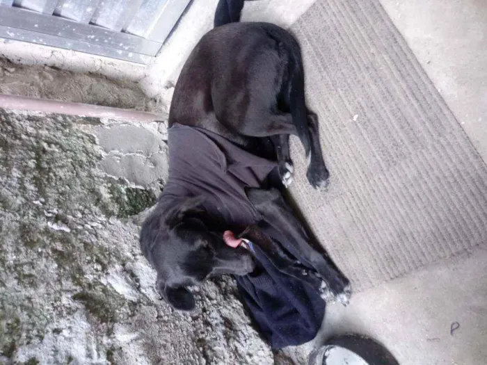 Cachorro ra a vira lata idade 1 ano nome Belinha