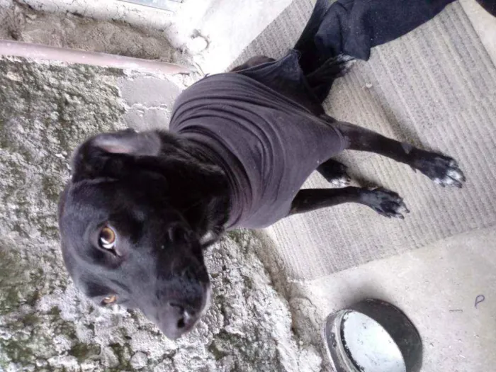 Cachorro ra a vira lata idade 1 ano nome Belinha