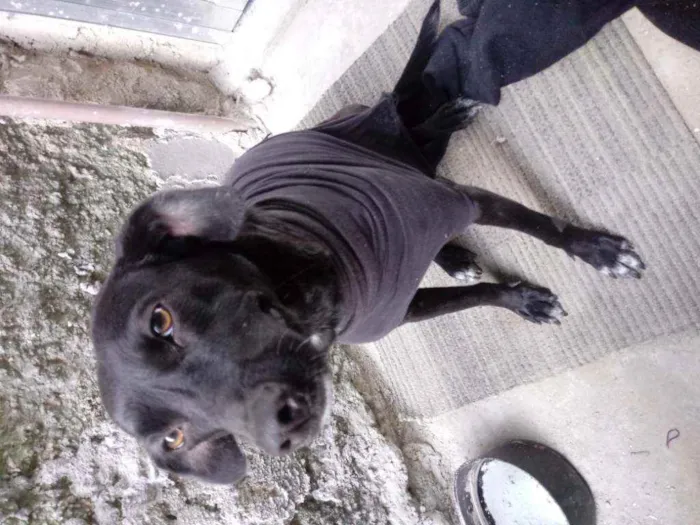 Cachorro ra a vira lata idade 1 ano nome Belinha