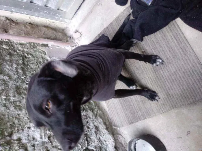 Cachorro ra a vira lata idade 1 ano nome Belinha