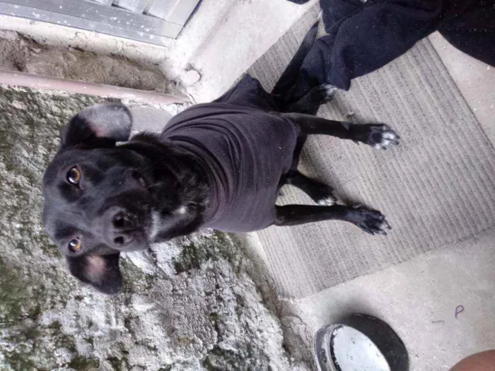 Cachorro ra a vira lata idade 1 ano nome Belinha