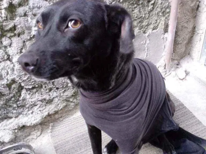 Cachorro ra a vira lata idade 1 ano nome Belinha