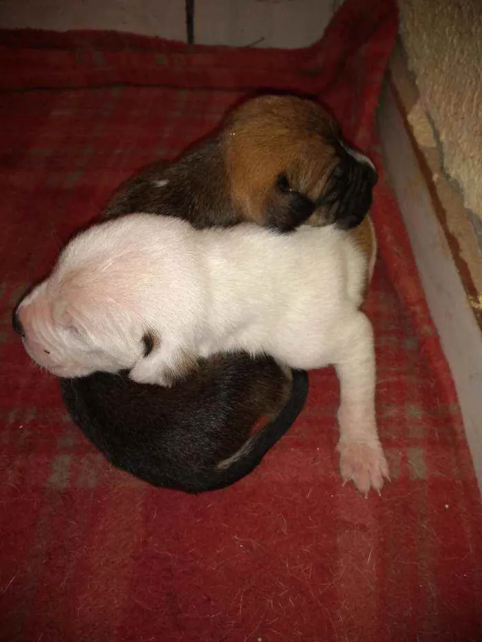 Cachorro ra a Dog Argentino com viralatinha idade Abaixo de 2 meses nome Eles ainda não tem n