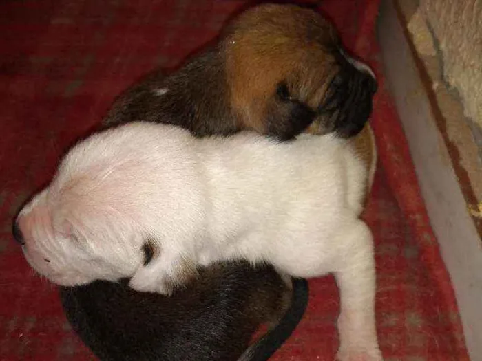 Cachorro ra a Dog Argentino com viralatinha idade Abaixo de 2 meses nome Eles ainda não tem n