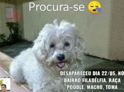 Cachorro ra a Poodle  idade 6 ou mais anos nome Pepeu 