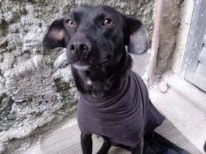 Cachorro raça vira lata idade 1 ano nome Belinha
