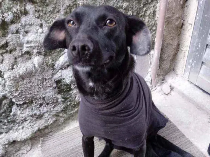 Cachorro ra a vira lata idade 1 ano nome Belinha
