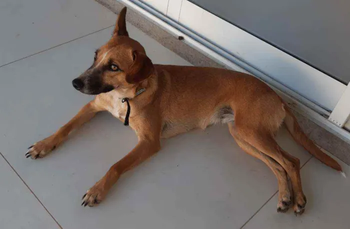 Cachorro ra a SRD idade 1 ano nome Suri