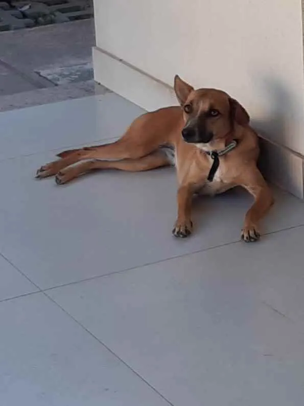 Cachorro ra a SRD idade 1 ano nome Suri