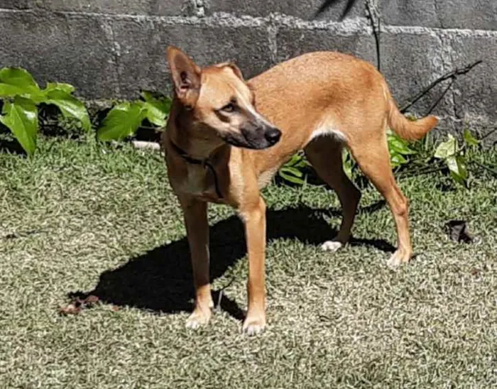 Cachorro ra a SRD idade 1 ano nome Suri