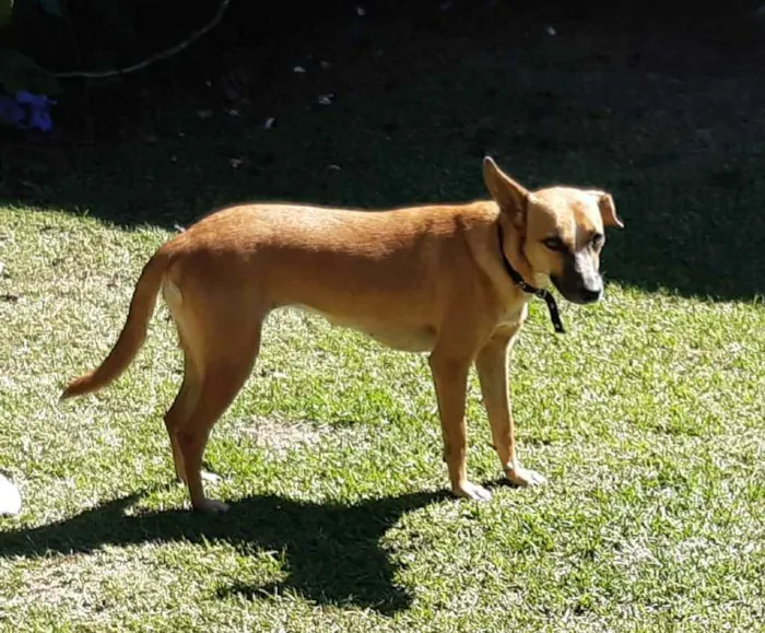 Cachorro ra a SRD idade 1 ano nome Suri