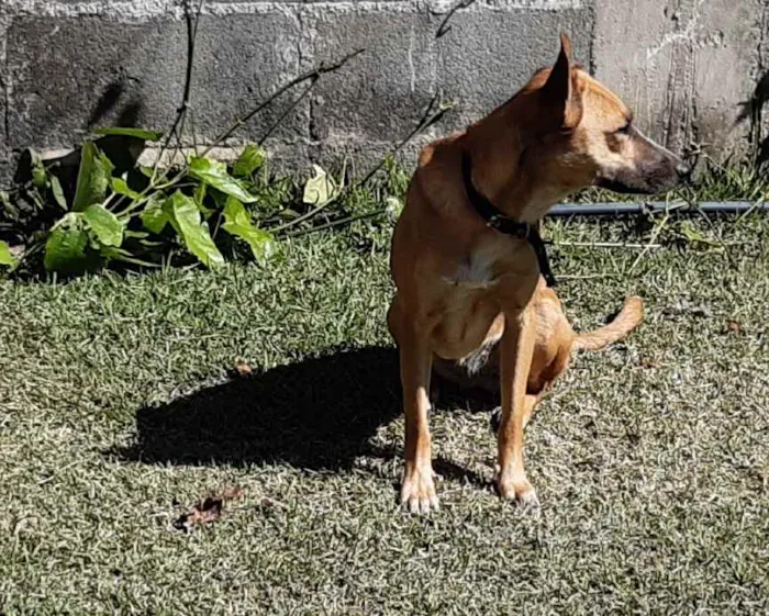 Cachorro ra a SRD idade 1 ano nome Suri