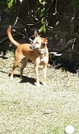 Cachorro ra a SRD idade 1 ano nome Suri