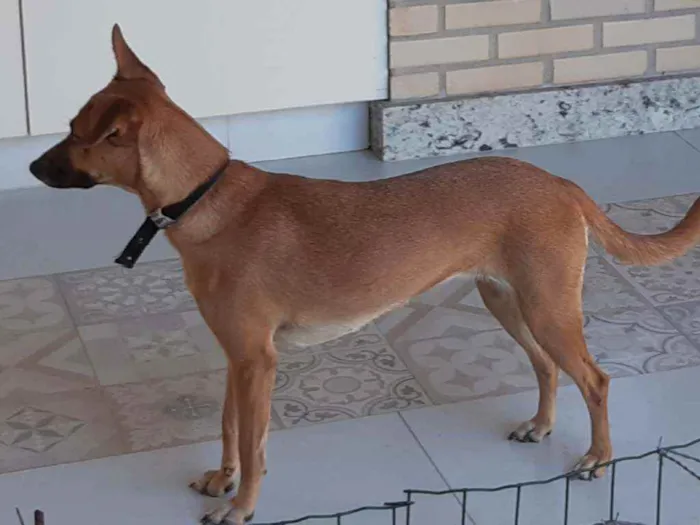 Cachorro ra a SRD idade 1 ano nome Suri